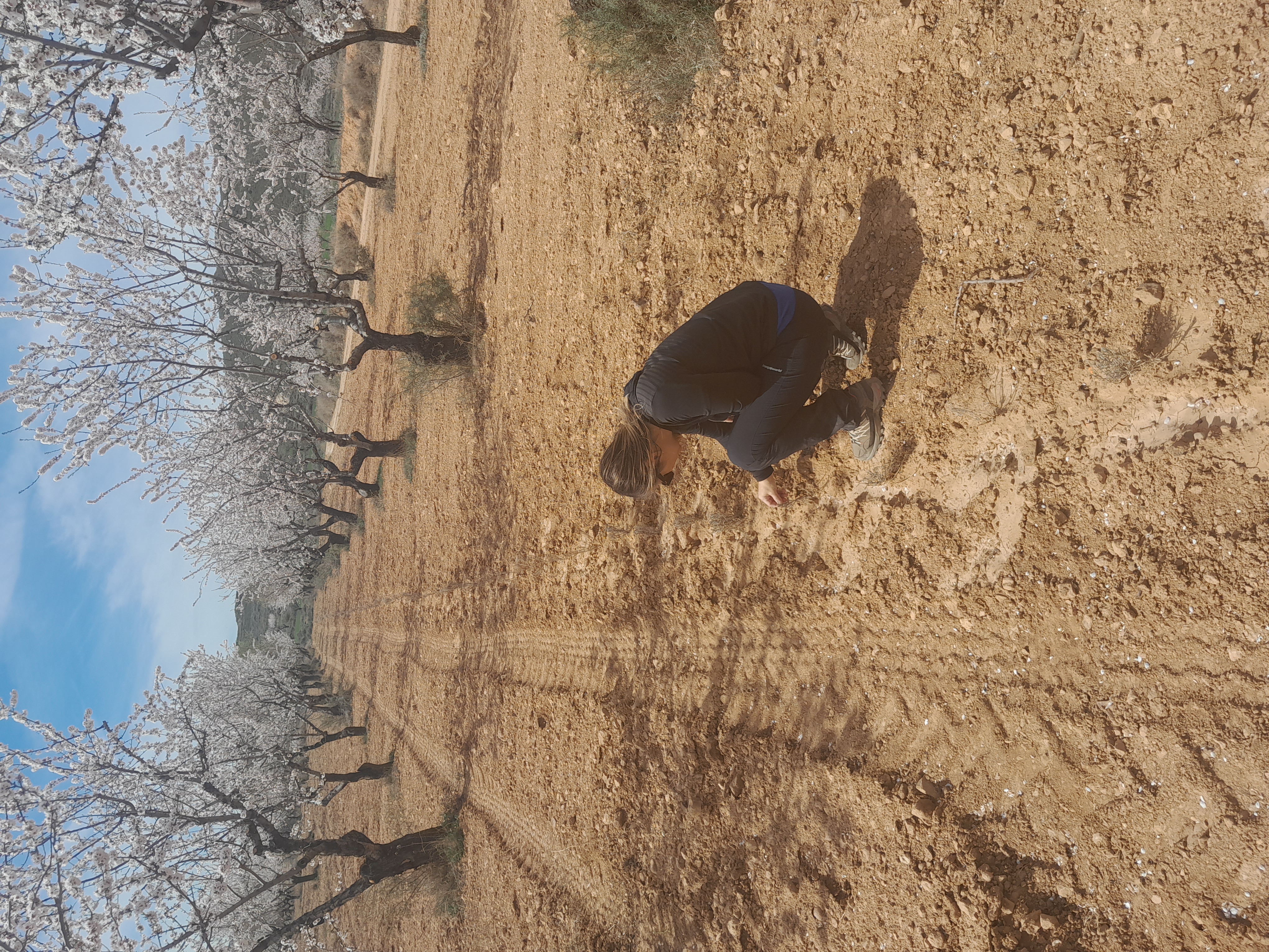 Plantación de almendros con aromáticas en Ariño (CITA)